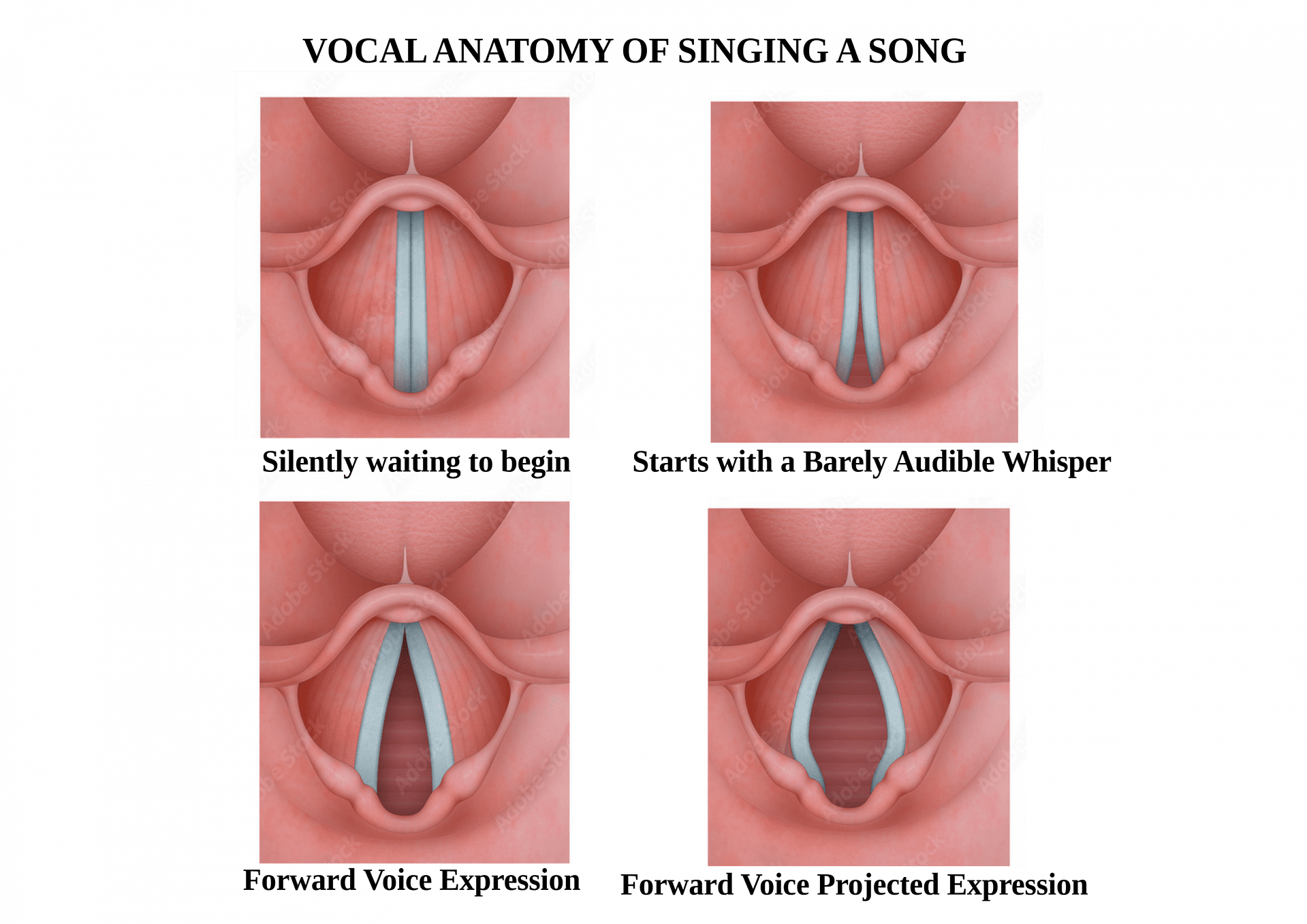 Vocal Health & Care